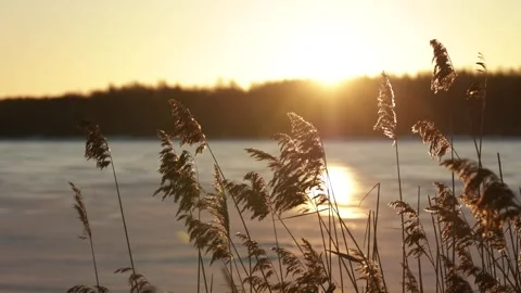 Dry grass sways in the wind against the backdrop of a frozen river at dawn Video stock 299710633