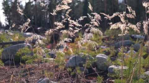 Dry grass sways in wind at edge of forest in rays of the evening sun. close-up. Stock Footage 229835306