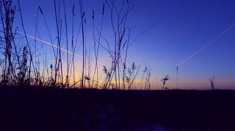 Dry grass sways in the wind on the field. Stock Footage 60258383