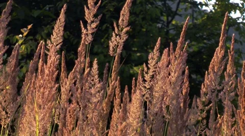 Dry grass sways in the wind Stock Footage 7767827