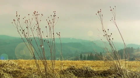Dry Grass Sways in the Wind Stock Footage 49194265