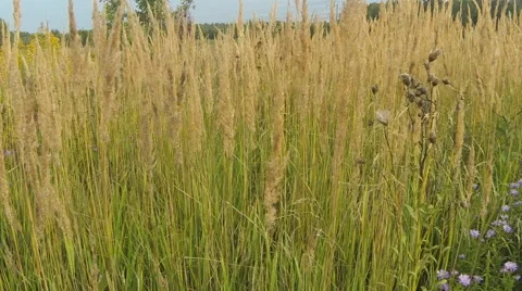 Dry grass sways in the wind Video stock 67959006