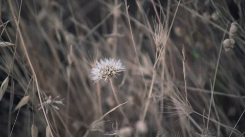 Dry Grass Sways in the Wind 動画素材 112677082