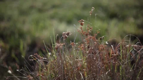 Dry Grass sways in the wind in the meadow Stock Footage 157207939