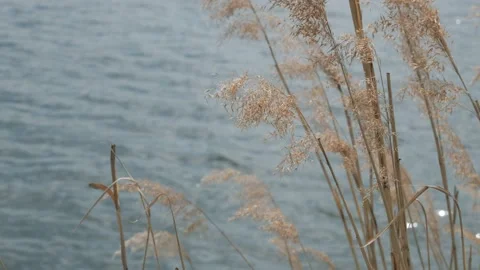 Dry grass sways in the wind over the water surface of the lake Stock Footage 193556082