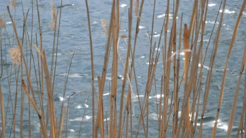 Dry grass sways in the wind over the water surface of the lake Stock Footage 197369816
