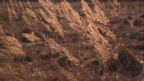Dry grass sways wind in rays of evening sun. natural background. selective focus Stock Footage 232647336