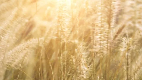 Dry grass sways in the wind in sunlights Stock Footage 76715020