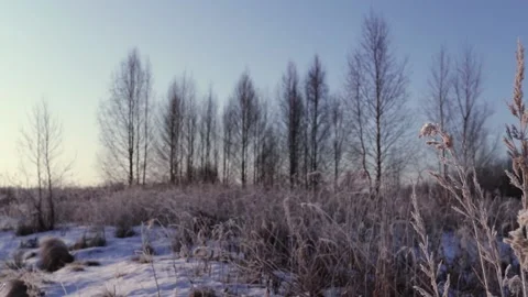 Dry grass sways in the winter wind against the background of the winter forest Stock Footage 136277917