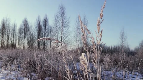 Dry grass sways in the winter wind against the background of the winter forest 動画素材 136277927