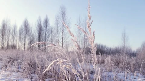 Dry grass sways in the winter wind against the background of the winter forest 動画素材 136277941