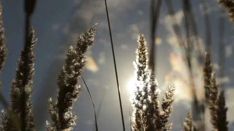 Dry grass swinging in wind into sun lens flare, summer plants in sunlight HD Stock Footage 34175093