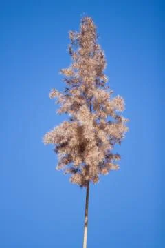 Dry grass tail Stock Photos