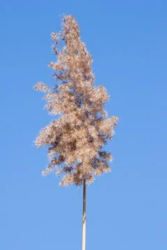 Dry grass tail Stock Photos