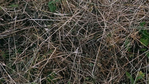 Dry grass texture after trimming Video stock 112199081