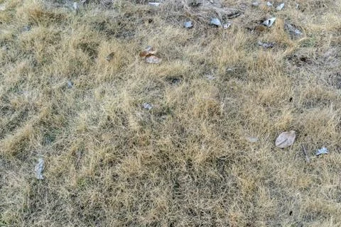 Dry grass on texture and background Foto stock