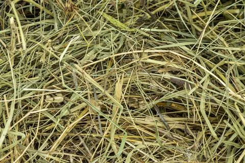 Dry grass texture background close up copy space Stock Photos