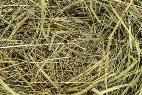 Dry grass texture background close up copy space Stock Photos
