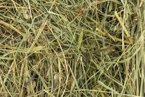 Dry grass texture background close up copy space Stock Photos