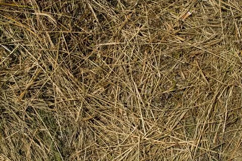 Dry grass texture. background of dry grass. dry grass on the ground Stock Photos