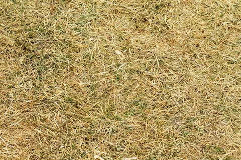 Dry grass texture background with green grass. Texture of dry grass. Stock Photos
