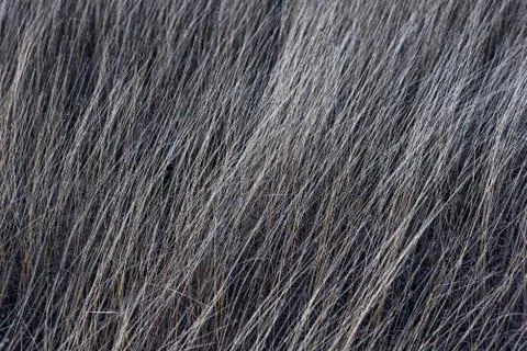 Dry grass texture background Stock Photos