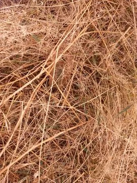 Dry grass texture background. Foto stock