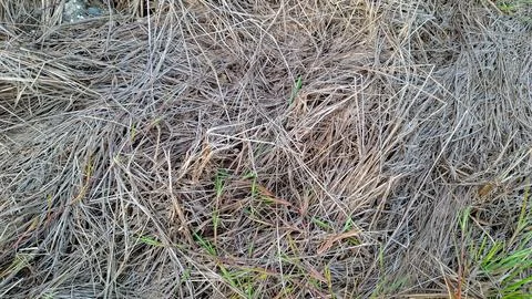 Dry Grass Texture Background with Small Green Sprouts Close Up Stock Photos