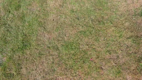 Dry grass texture with patches of brown, showcasing natural landscape elements. Stock Footage 290195735