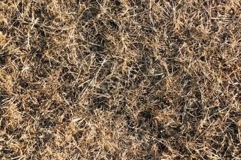 Dry grass texture Stock Photos