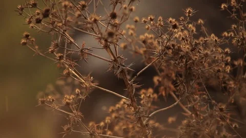 Dry grass, thistle Stock Footage 77626531