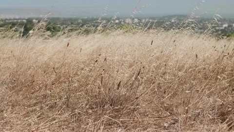 Dry grass, tilt up to see San Mateo, CA atop Sugarloaf in Laurelwood Park Stock-Footage 134852653