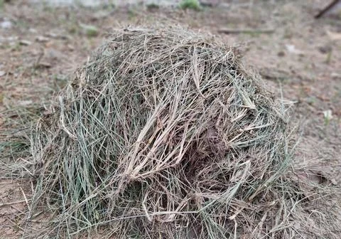 Dry grass trash behind the yard Stock Photos