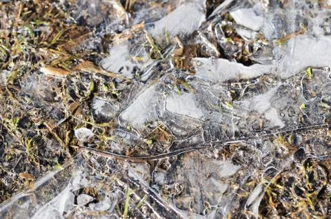 Dry grass under the ice in the spring forest. Abstract natural background Stock Photos