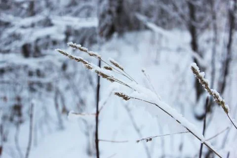 Dry grass under the snow. Beautiful snowy winter forest with trees covered with Stock Photos