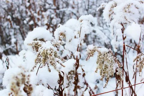 Dry grass under the snow. Beautiful snowy winter forest with trees covered with Stock Photos