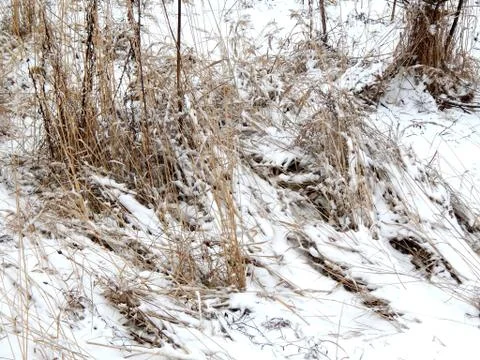 Dry grass under snow on a cold frosty day Stock Photos