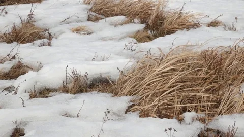 Dry grass under the snow. Stock Footage 72831903