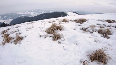 Dry grass under the snow. Stock Footage 73073474