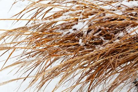 Dry grass under snow Stock Photos