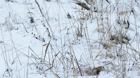 Dry Grass Under Snow, Slider Shot Stock-Footage 49753229