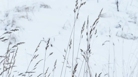Dry Grass Under Snow, Slider Shot Stock Footage 50539730