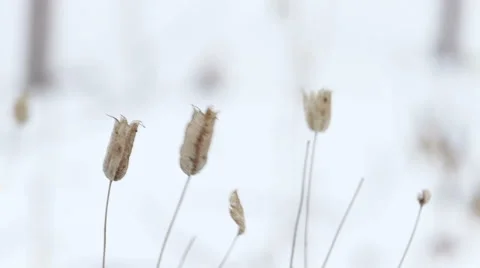 Dry Grass Under Snow, Static Shot Stock Footage 49313684