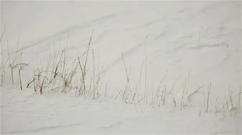 Dry grass under snow in the winter shivering in the wind Stock Footage 55899183