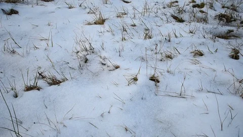 Dry grass under a thin layer of snow Stock Footage 122269890