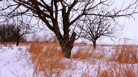 Dry Grass Under White Snow Stock Footage 59435697