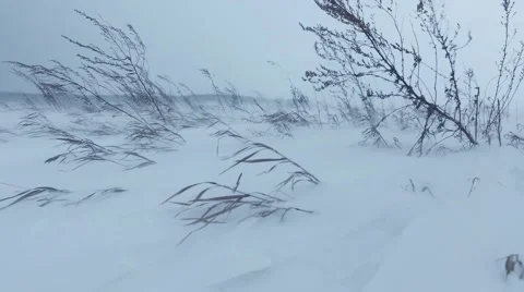 Dry grass under wind and drifting snow in winter time Stock Footage 62584644