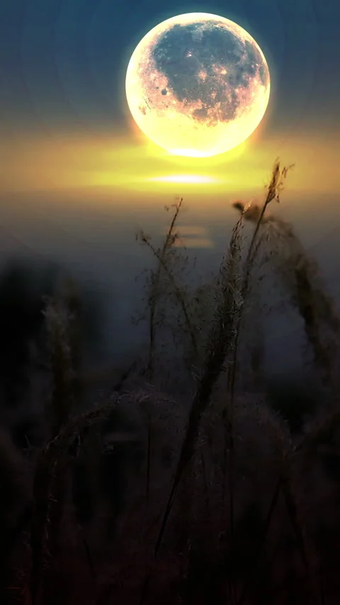 Dry grass view in the evening during the full moon 스톡 동영상 293776401
