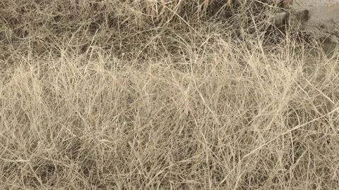 Dry grass view in the village Stock Footage 165104418