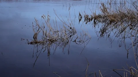 Dry grass in water Video stock 123118092